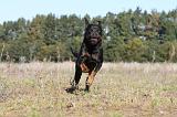 ROTTWEILER 120